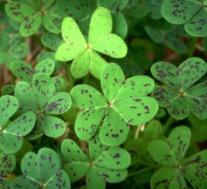 Four Leaf Clovers | St. Patrick's Day in Plano, TX